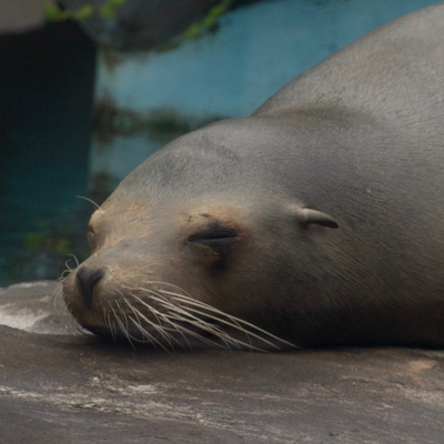 kurokosho@misskey.io